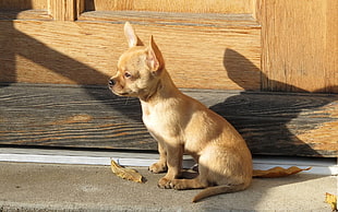 short-coated tan puppy siting beside brown wooden board